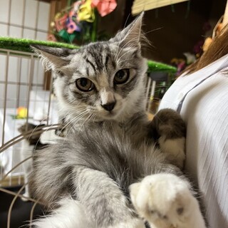 抱っこ大好きモフモフボーイ☆トム