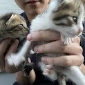 可愛い子猫たち