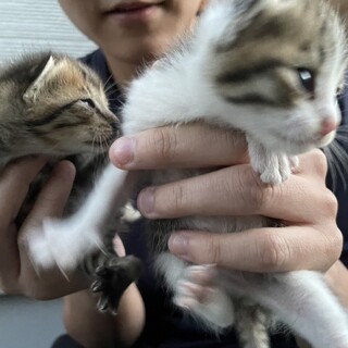 可愛い子猫たち