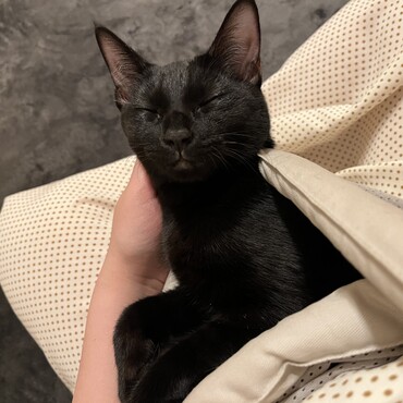 抱っこ紐購入しました！大変ご満足の様子♡