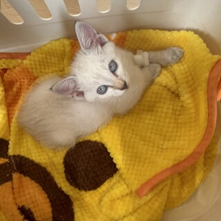 白シャムMIXの女の子