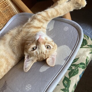 陽(ひなた)くん、かぎしっぽの5ヶ月男の子