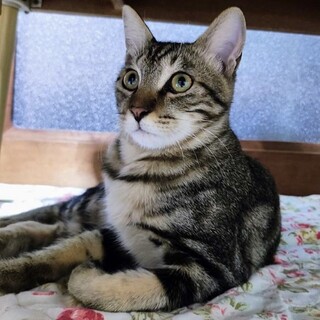 クラシックタビー君