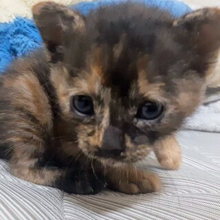 サビ猫１ヶ月未満