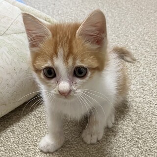 終生飼える方求む