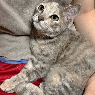 めずらしいグレーサビちゃん★4〜5ヶ月頃/女の子