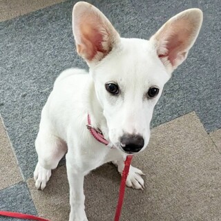 香川県からレスキュー！　遊ぶの大好き‼ブランちゃん