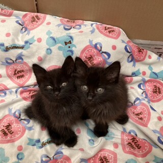 ふわふわもこもこの仔猫の里親大募集！!