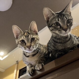 人懐っこいキジトラオスの子猫