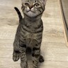 人懐っこいキジトラオスの子猫 サムネイル3