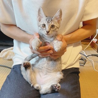 綺麗なサバトラ(^^)甘えん坊のチップ