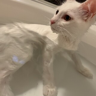 お風呂が大好きな『せいや』 オス 雑種長毛