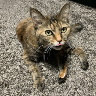 少し小柄な『ちまき』 雑種さび柄