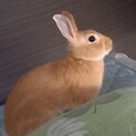 『チャコ』ミニウサギ　里親募集！