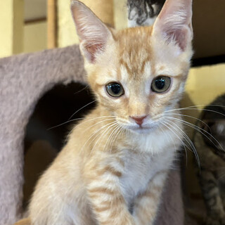 茶とらのえいた君