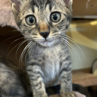 きじのでぃー君