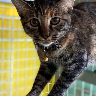 6ヶ月くらいのキジサビの女の子