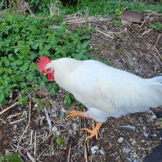 有精卵から孵化しました。どなたかにお譲りします。