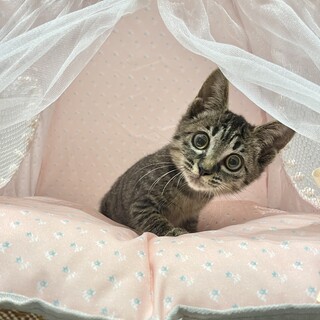 推定2023年7月生 キジ♀ ユリアちゃん♡