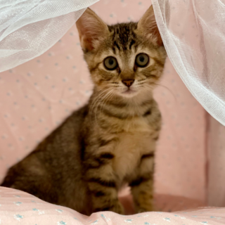 推定2023年8月生 キジ♀ メーテルちゃん♡