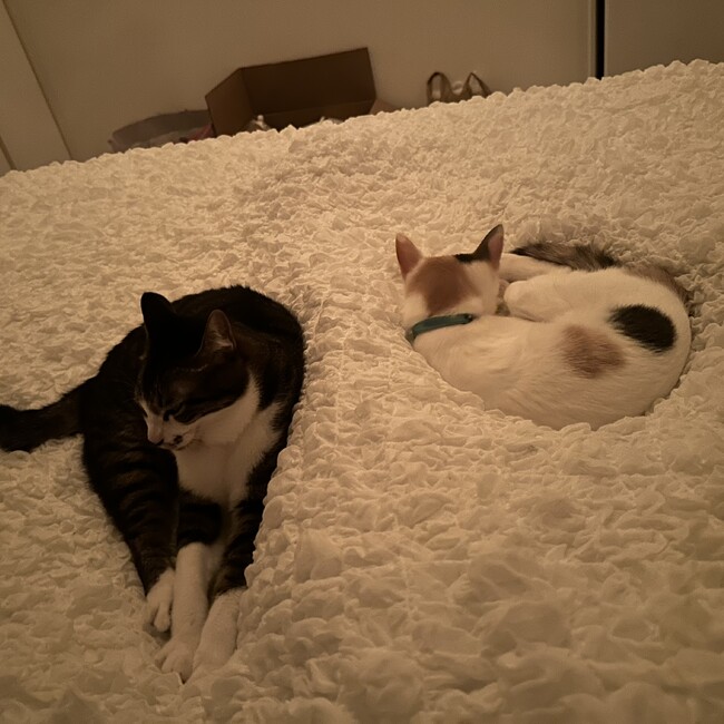 ぱぴぷぺpopのカバー写真