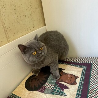 大人しくて少し臆病な小ぶりな女の子