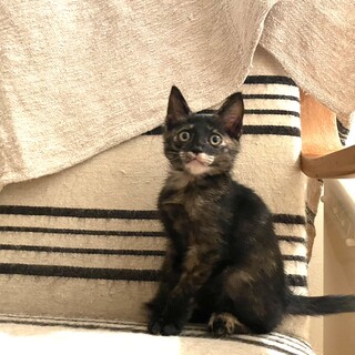 口まわりと垂れ目が可愛いサビ女の子