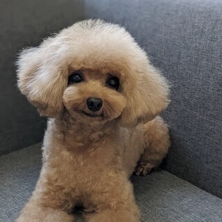 とても利口な女の子です。