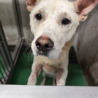 処分対象※10日最終期限‼人馴れ抜群・命を繋げたい