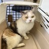 常にゴロゴロ言ってる人大好き三毛猫ブリ7歳 サムネイル3