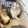 常にゴロゴロ言ってる人大好き三毛猫ブリ7歳 サムネイル4