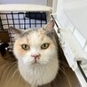 常にゴロゴロ言ってる人大好き三毛猫ブリ7歳 サムネイル5