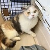 常にゴロゴロ言ってる人大好き三毛猫ブリ7歳 サムネイル6