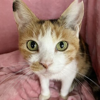 【募集一時停止】『つきみちゃん』