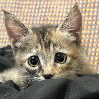 甘えん坊垂れ目系キジサビ女子❤️もん