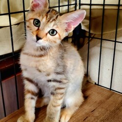 待ちねこ譲渡会　子猫４０匹参加します！