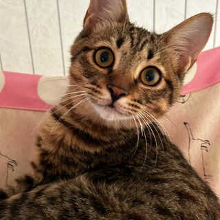 甘えん坊のキジトラ男子♡聖（みずき）