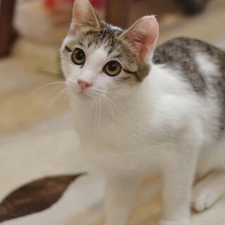 【緊急】父死去による同居猫保護(里親)依頼その２