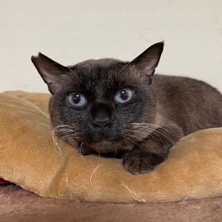 【11/19譲渡会】タヌ吉くん