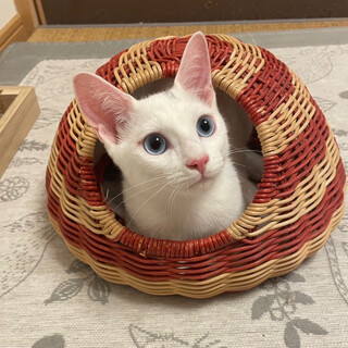 【10/15譲渡会】ニコちゃん