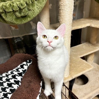 【10/15譲渡会】ニカくん