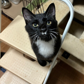 【10/15譲渡会】ルイくん