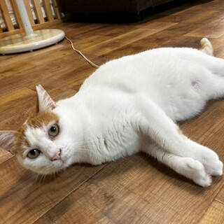 おしとやかな甘えん坊猫♡じう