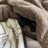 ポメプー里親募集中 サムネイル3