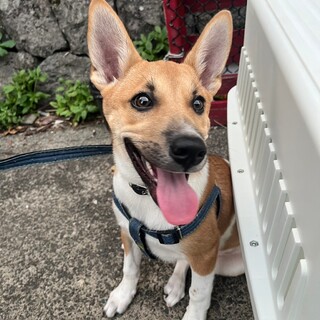 ヤンチャ坊主ソル