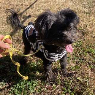 ポメプー里親募集中