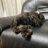 ポメプー里親募集中 サムネイル4