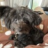 ポメプー里親募集中 サムネイル5