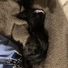 ポメプー里親募集中 サムネイル6