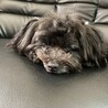 ポメプー里親募集中 サムネイル7